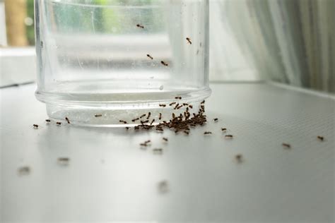 而言 意思 房間莫名其妙有螞蟻